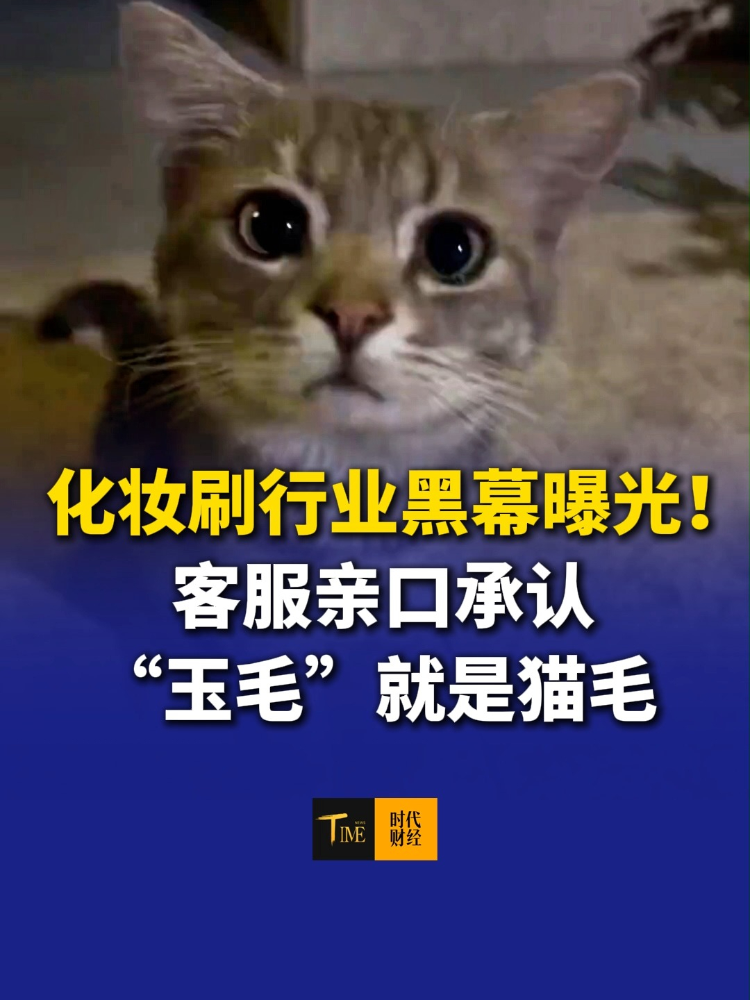 你每天用的化妆刷可能来自流浪猫，化妆刷行业黑幕曝光！客服亲口承认“玉毛”就是猫毛